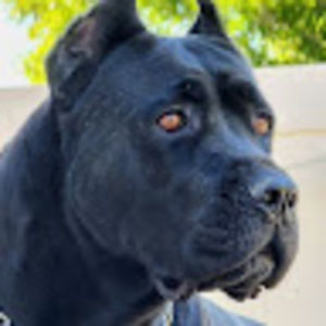 Meet your Posher, Steve